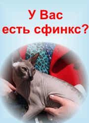 Клуб бесшерстных кошек СФИНКС